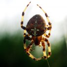 Aranha (spider) Araneus diadematus